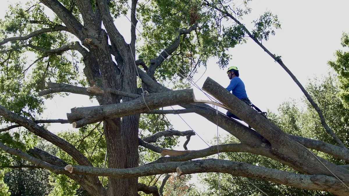 Professional Hazardous Tree Removal performed by certified arborists in Rochelle